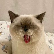 小小只麻酱