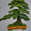 花开有声7450