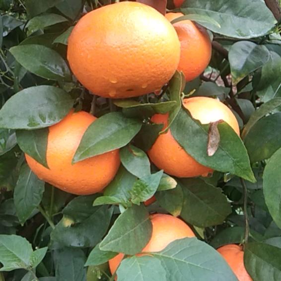 (๑><๑）手可以摘星陈(๑><๑）