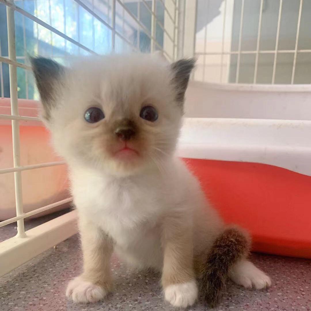 许昌市魏都区尊宠宠物用品店