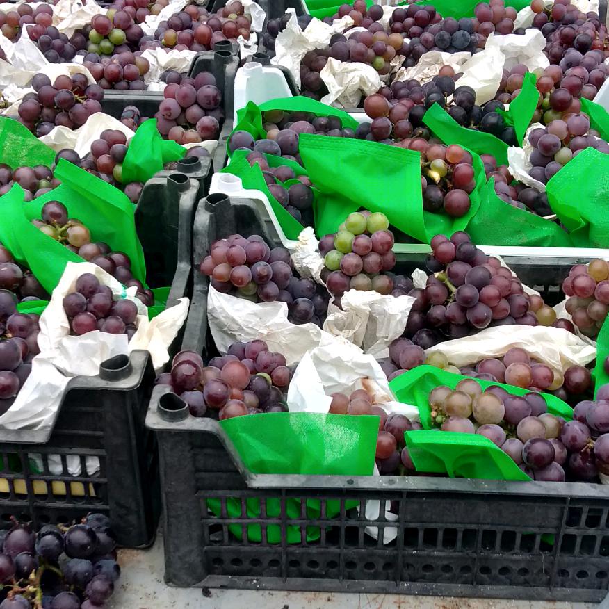 全潜江卖西瓜，葡萄，甘蔗，蔬菜