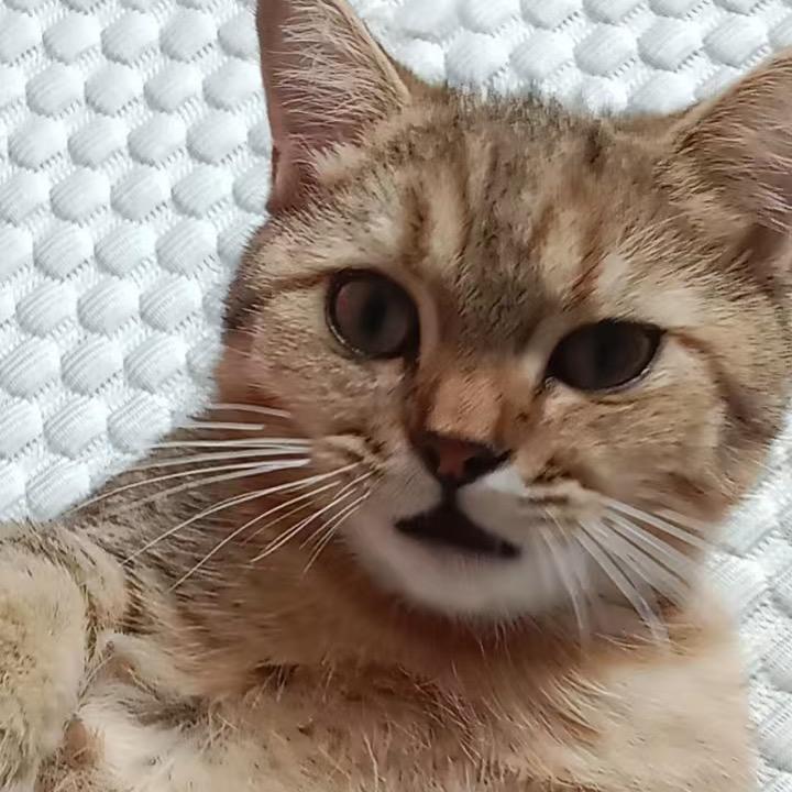 哈哈的溜达日常