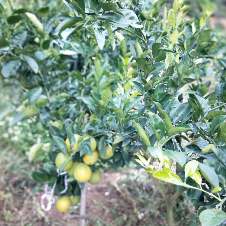 赣南脐橙！绿色食品！