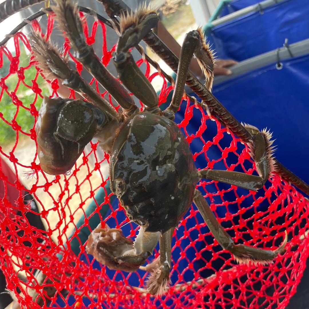 天津七里海河蟹