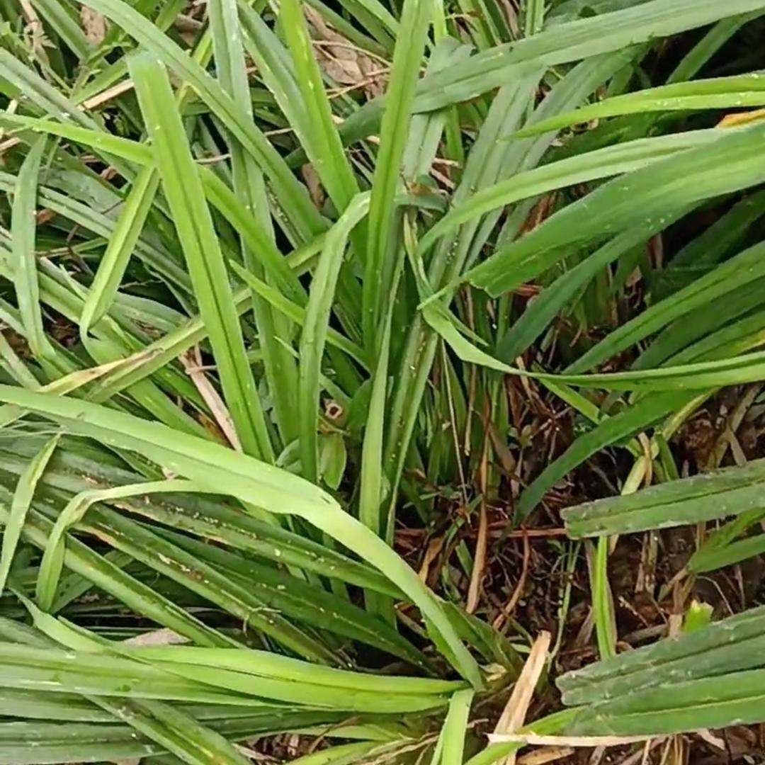 福州百草铺
