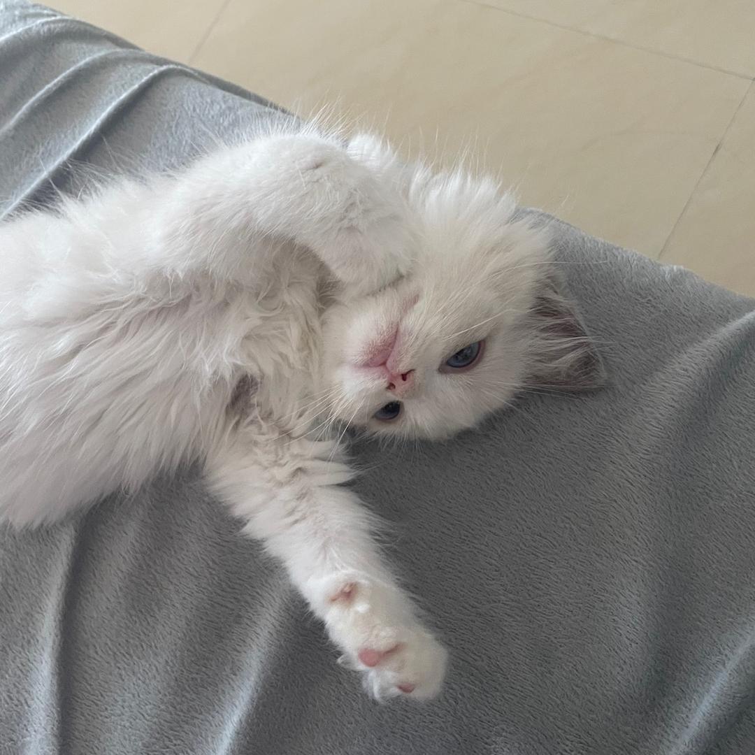 可乐是只小布偶🐈
