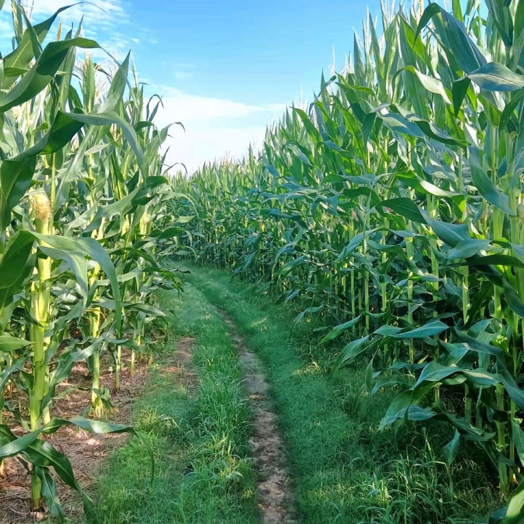 河南枣乡种业（枣乡168）