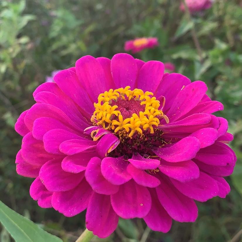 🌸🌹🌺🌾莹莹💐🍁🍂🌷