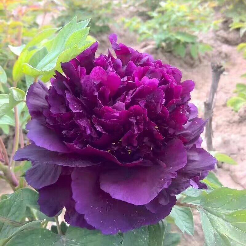 洛阳梦柯牡丹芍药花卉