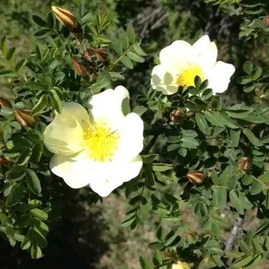 ღ🍒王后一生，一帆风顺꧔ꦿএ