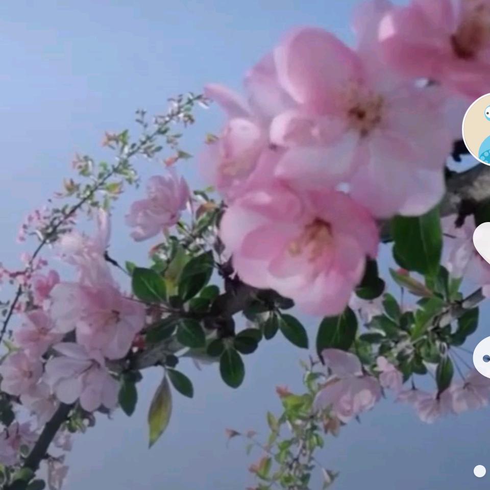 淡淡茉莉