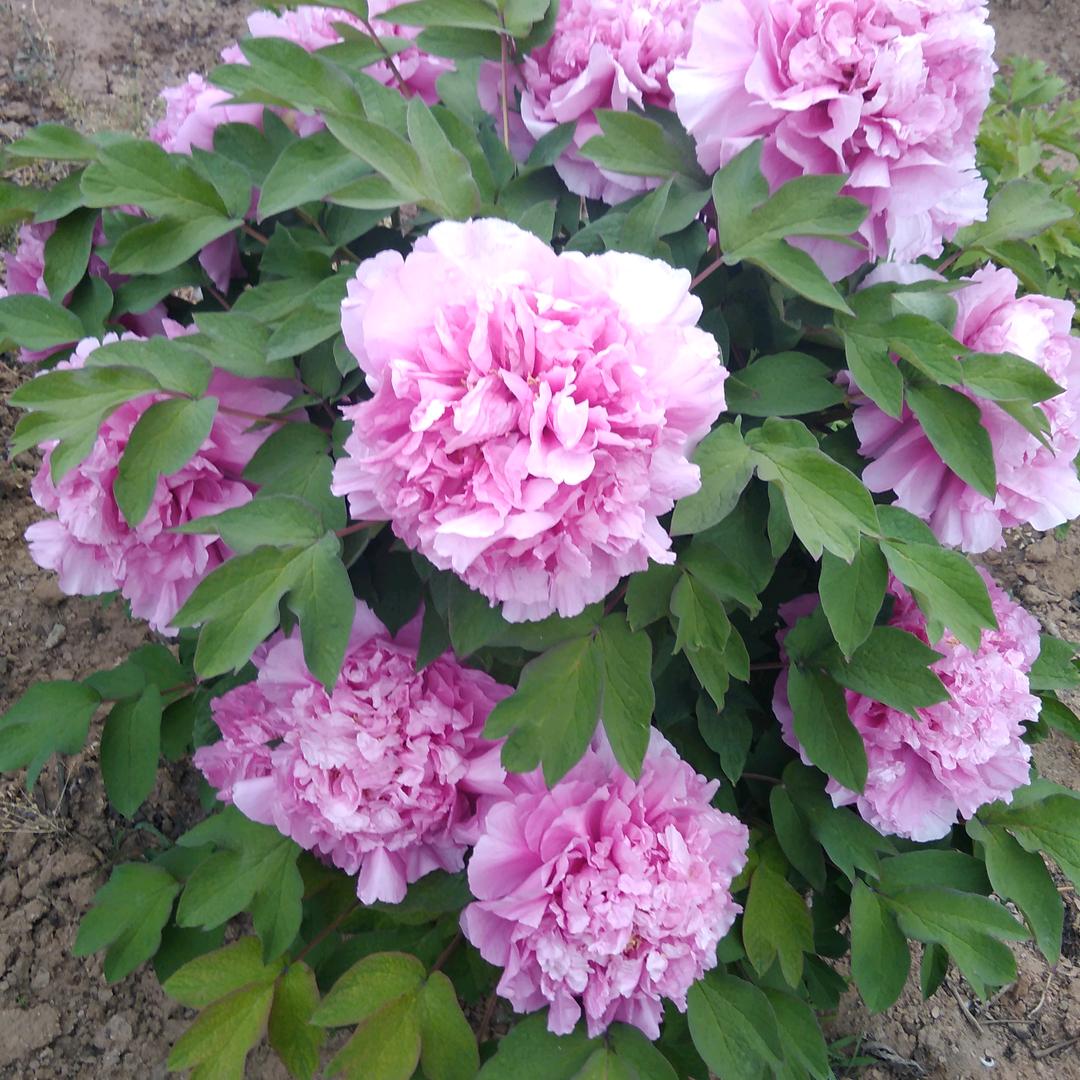 平安是福（拒聊）