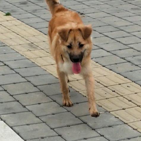 狗宝小兜儿