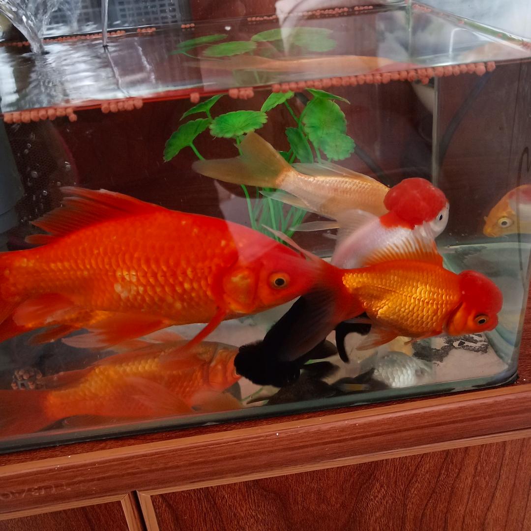 (鸭大头)衢州鸭头杨汛桥店