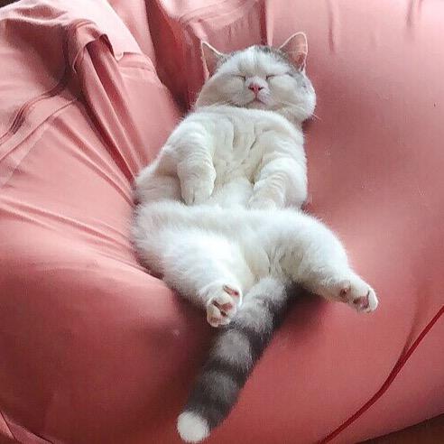 短腿猫门猪