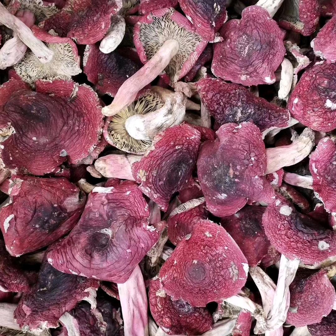 花🌸菇🍄