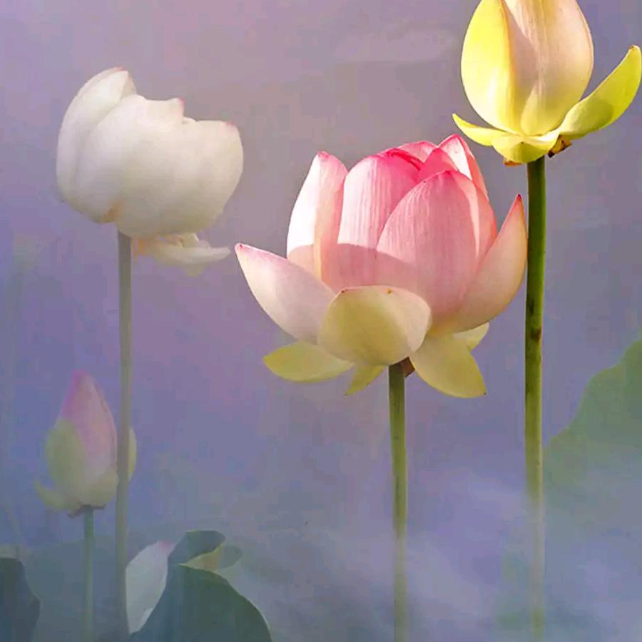 莲花