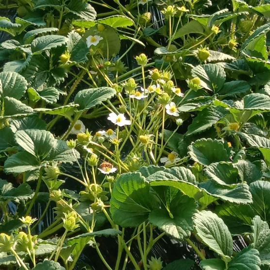 🍓🍓🍓哼莓毛病