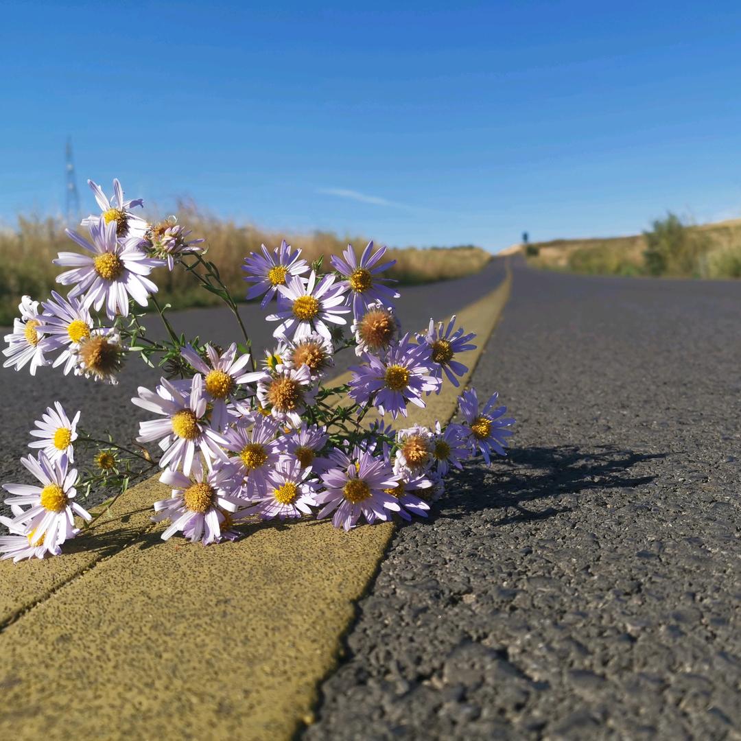 诗和远方「名猪」