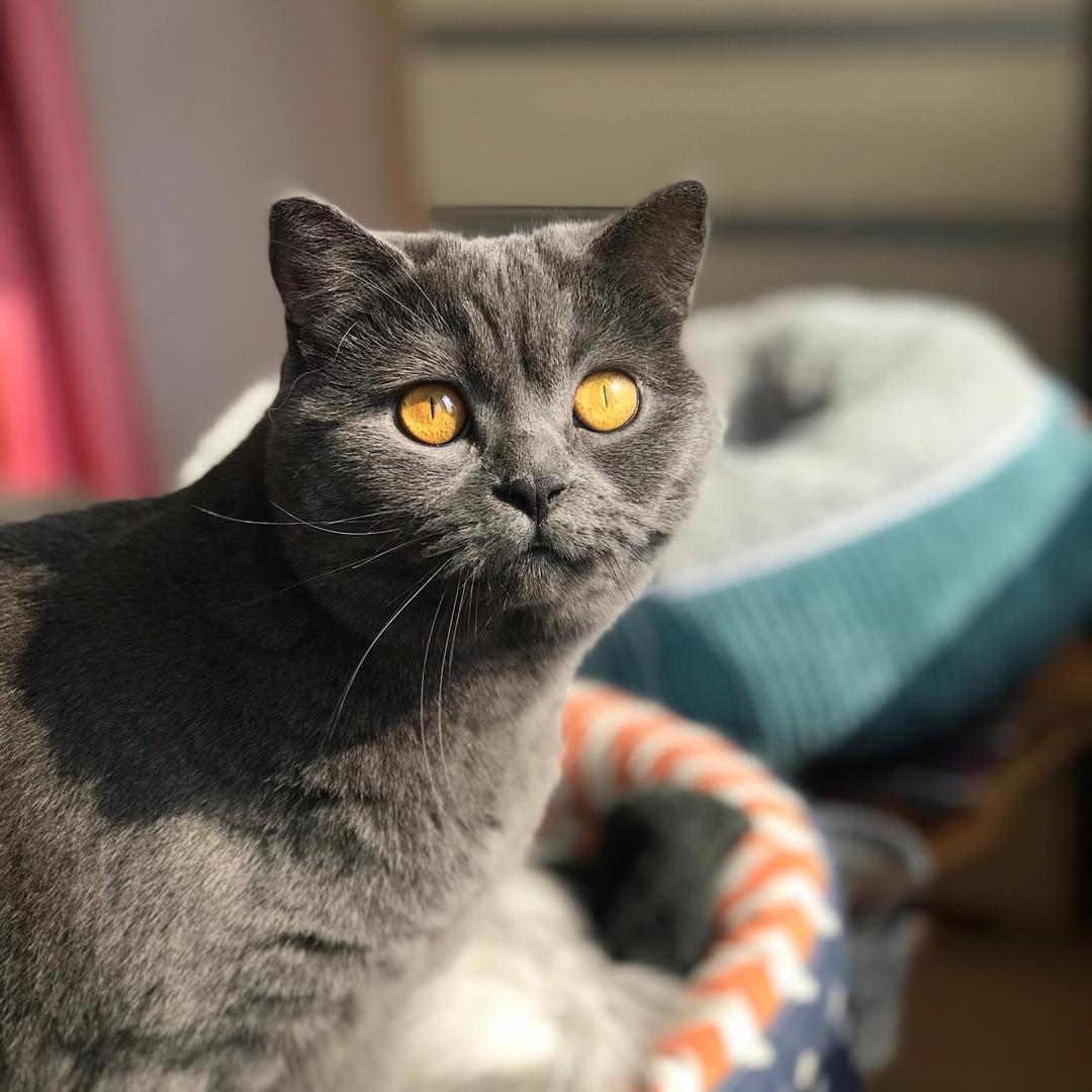 贝贝money猫