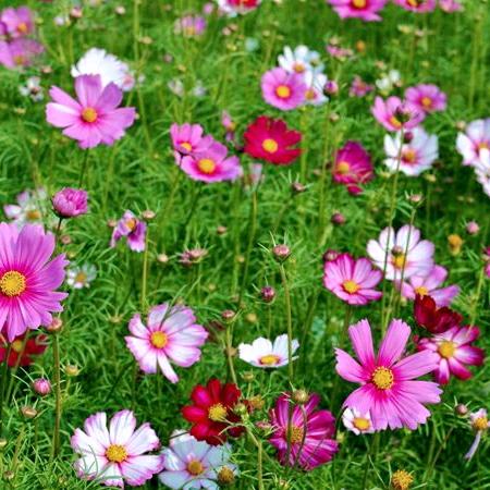 花遇随风i