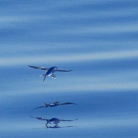 一条会飞的鱼🐠