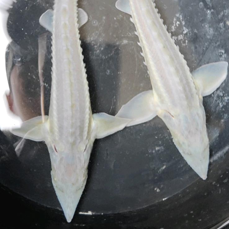 东坡区兴科水产