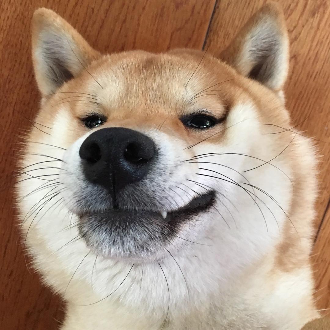粽宝
