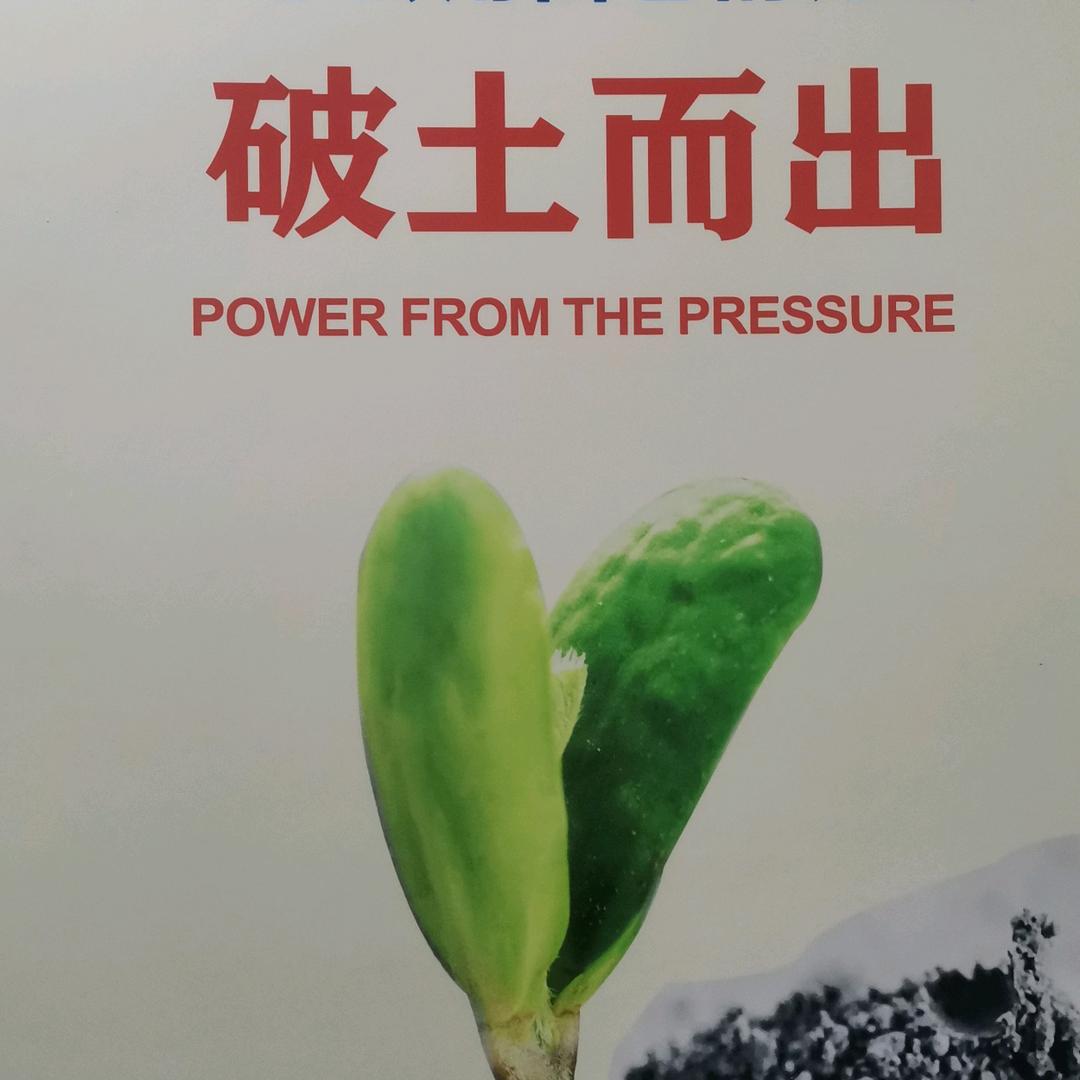 狼回头