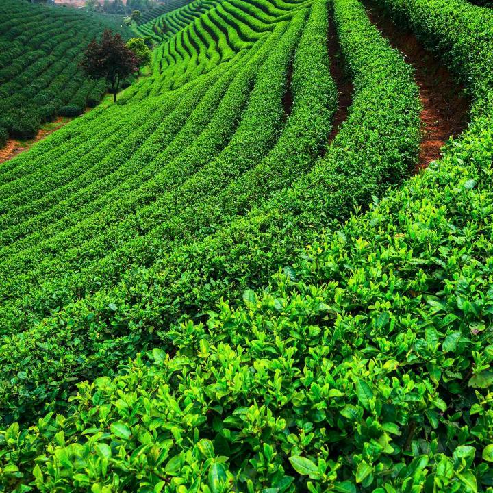 点点的愿望种子