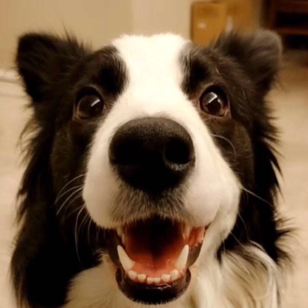 孟菜狗＆李李（吃点更好的）