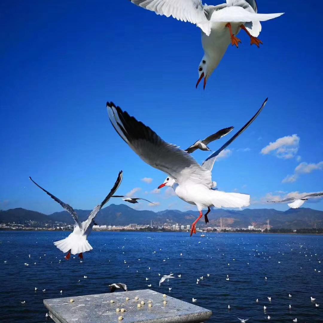 如意