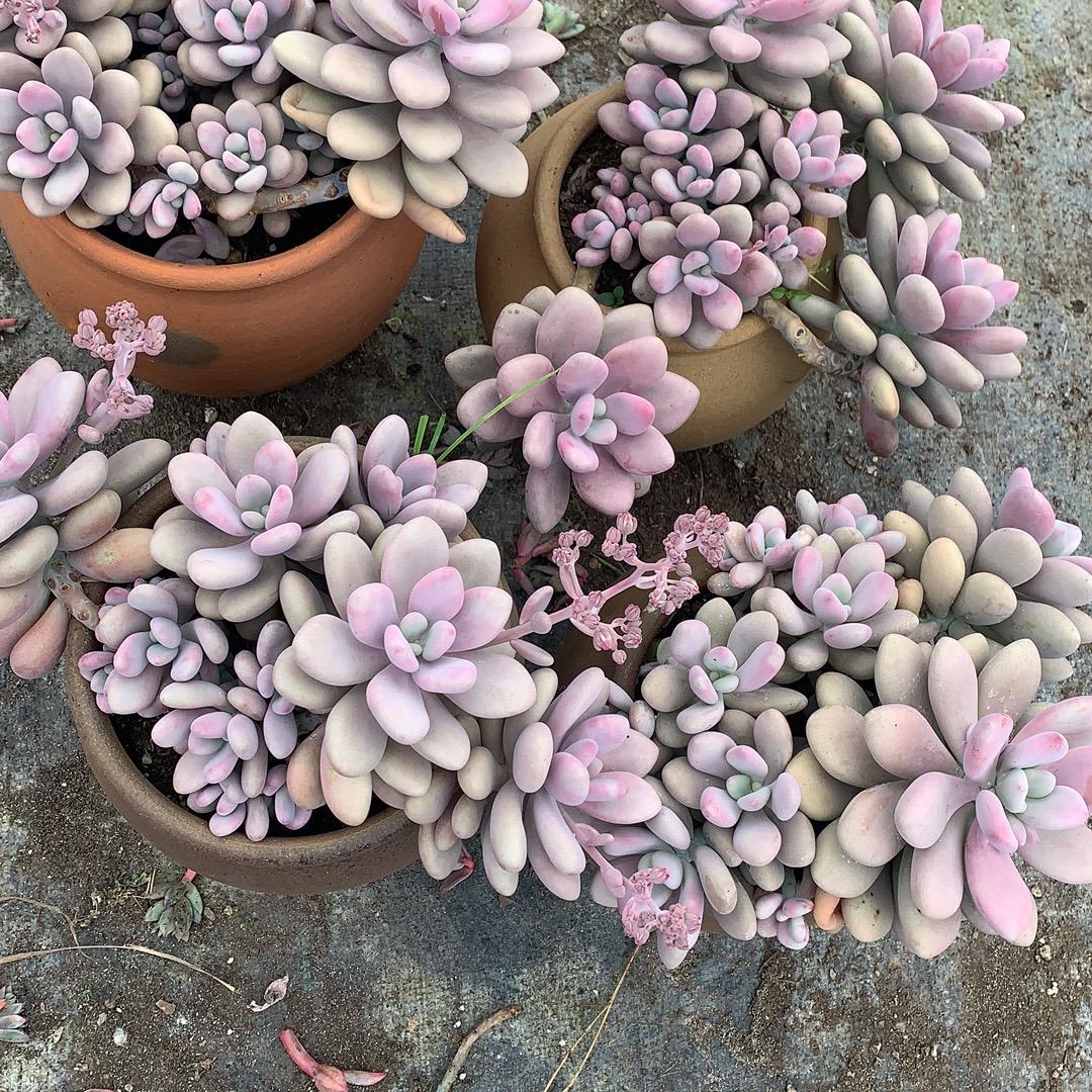 黄先生多肉植物