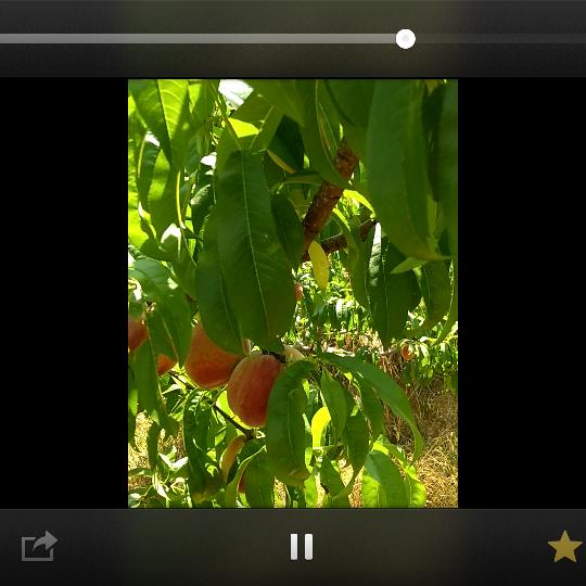 广水咽脂红桃子