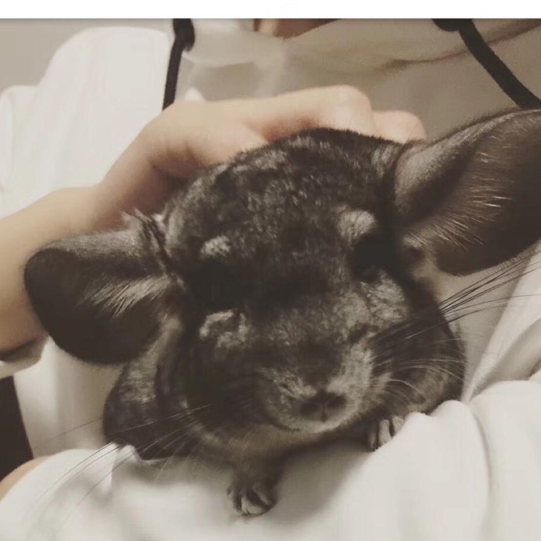 舒克家的花斑猫