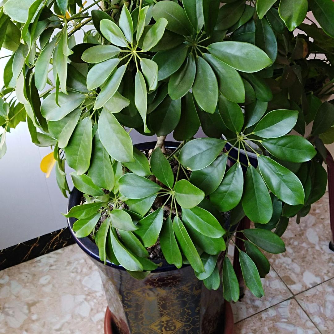 任性是谁