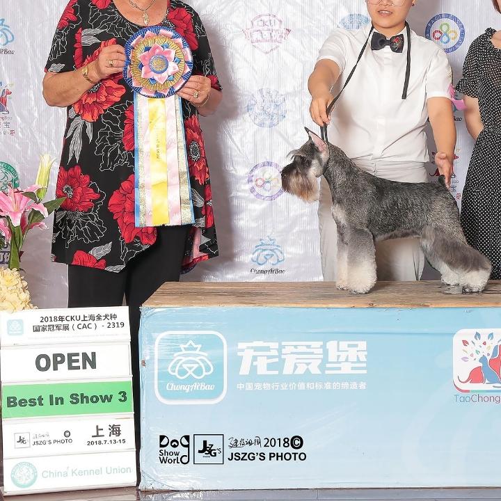 蜗壳㹴犬美容工作室