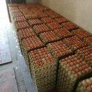 颍上县宝林蛋鸡