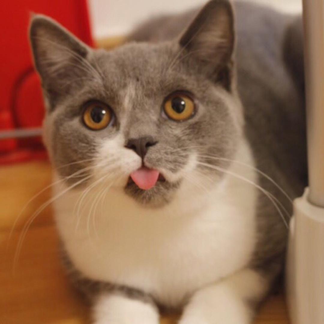 从你的全世界路过