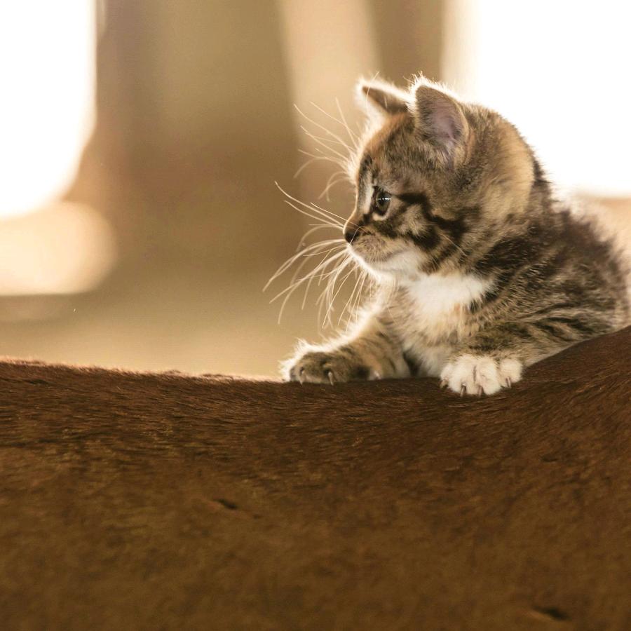巷子里的猫🐈