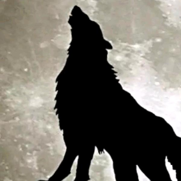 野狼🐺