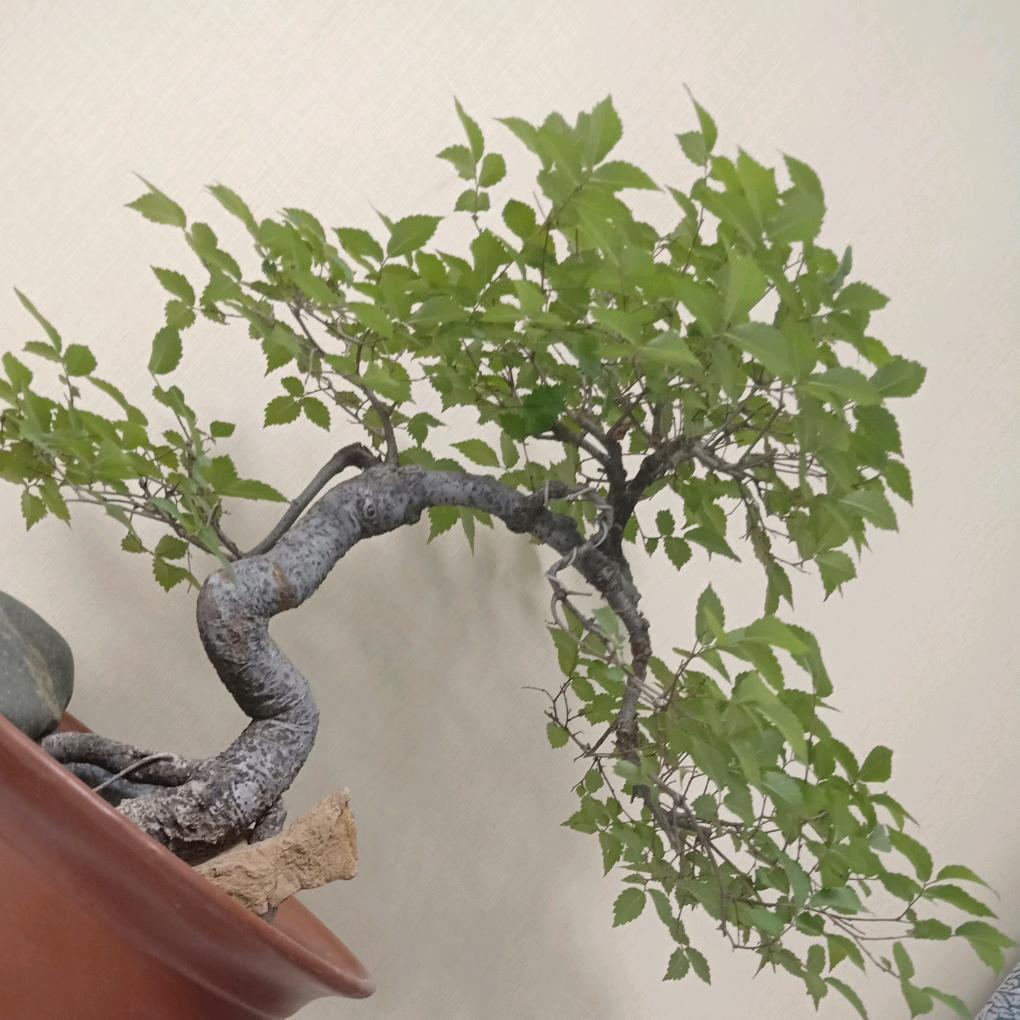 九都王盆景店