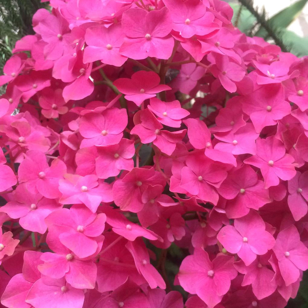 红太阳