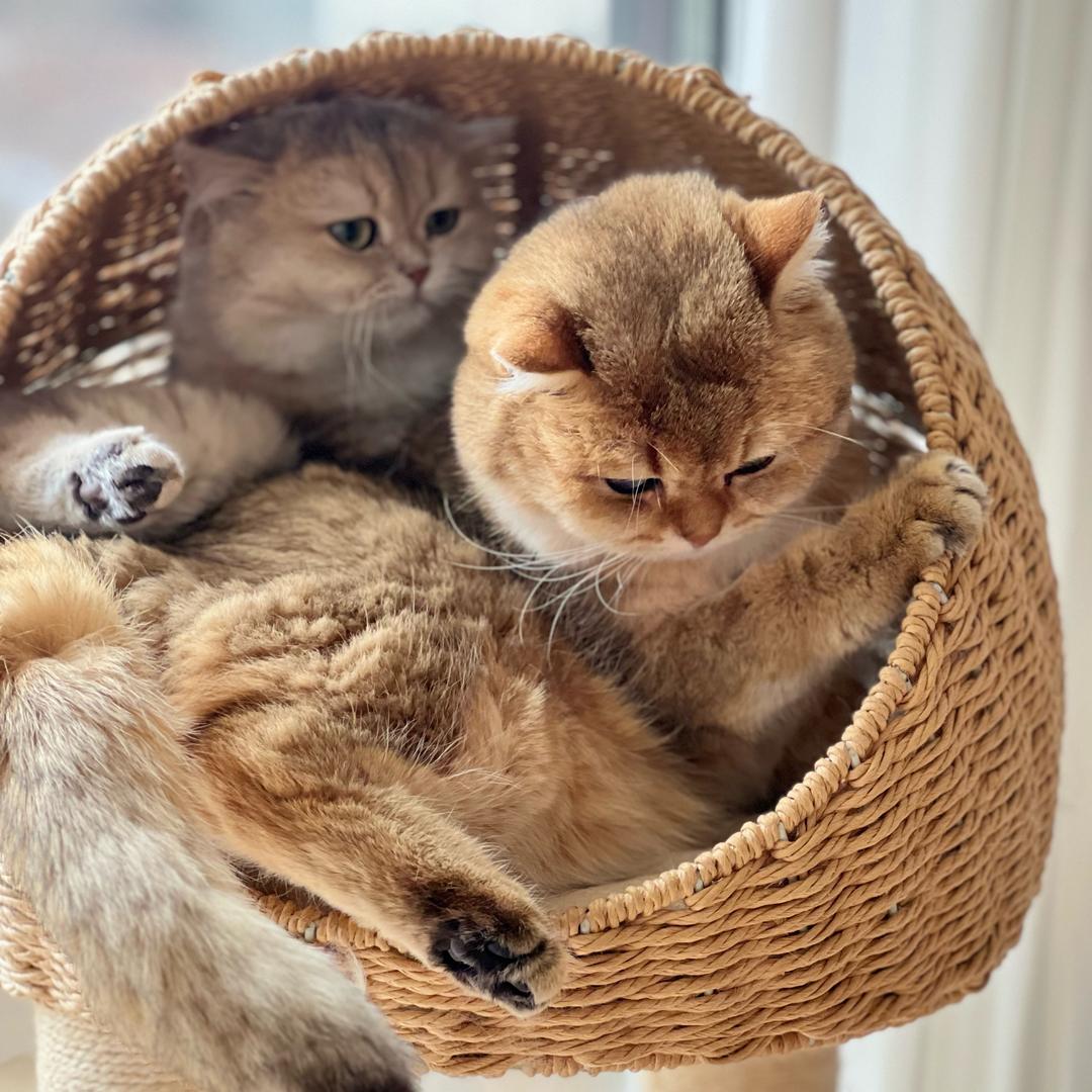 元宝福宝喜宝是招财喵