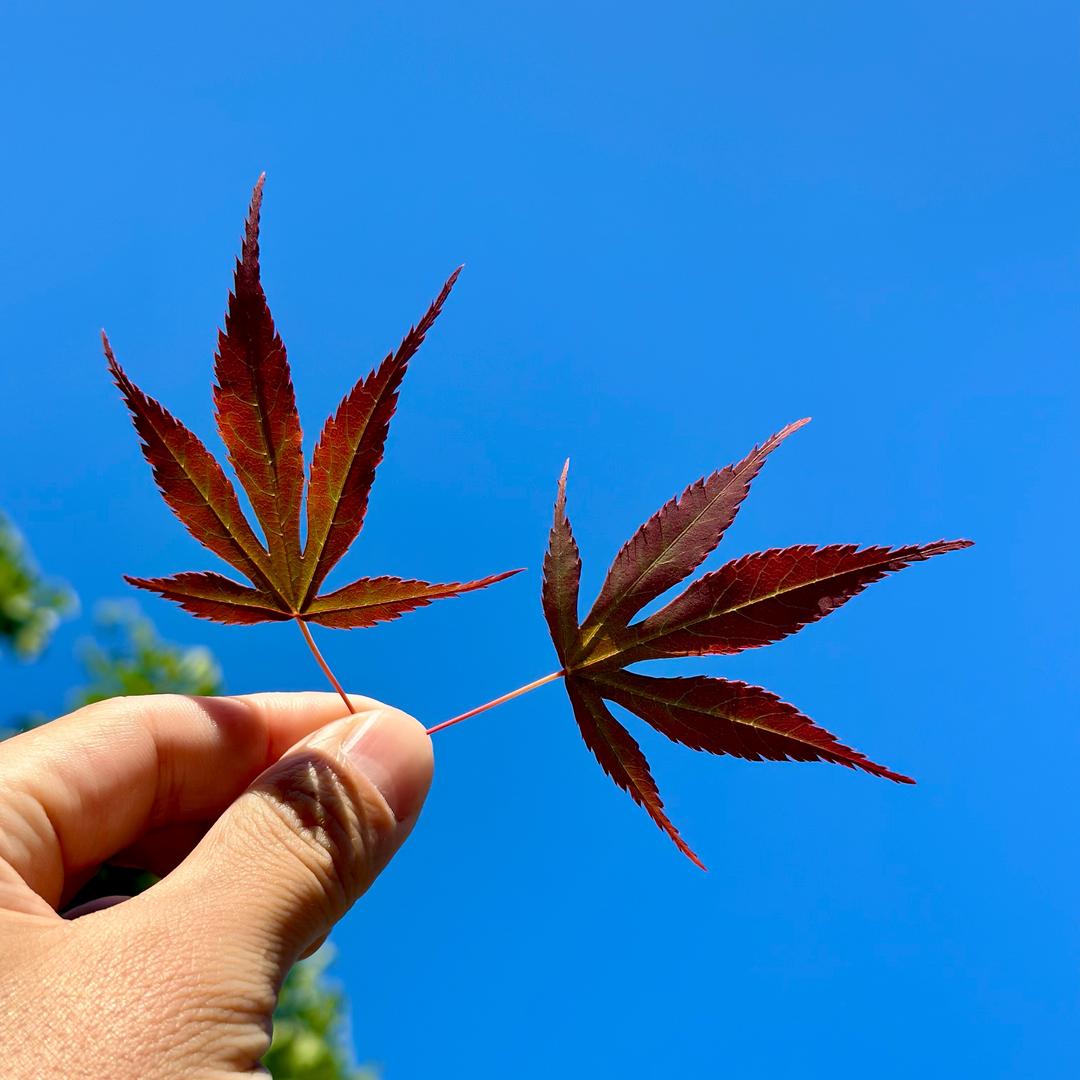 竹杖芒鞵