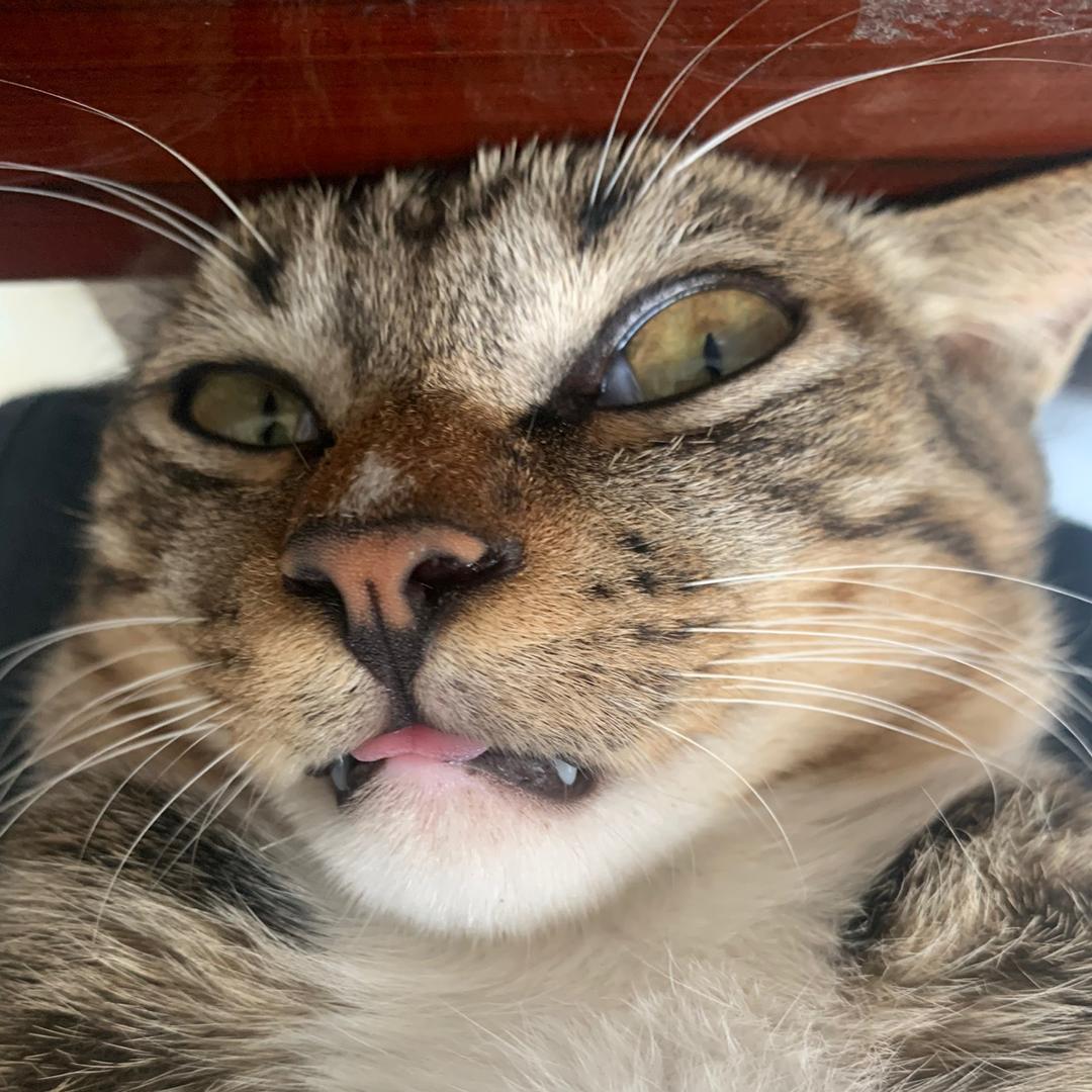 小肥猫狸狸