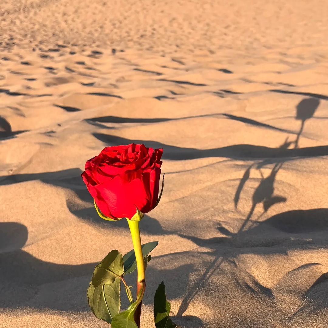 沙漠玫瑰🌹