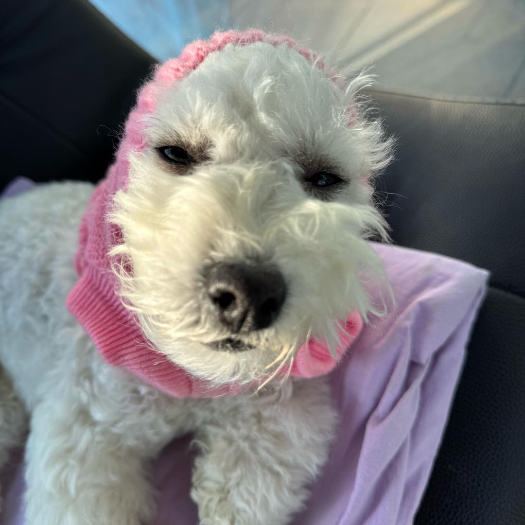 璐崽今天吃点啥