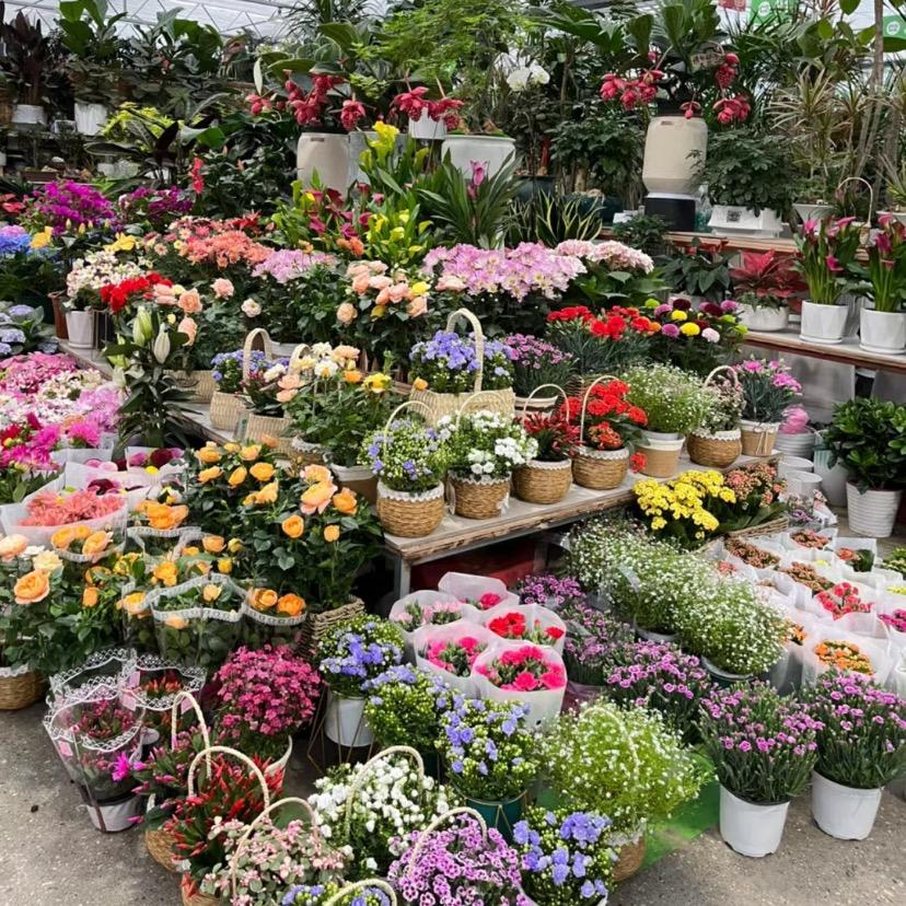 绿植生活
