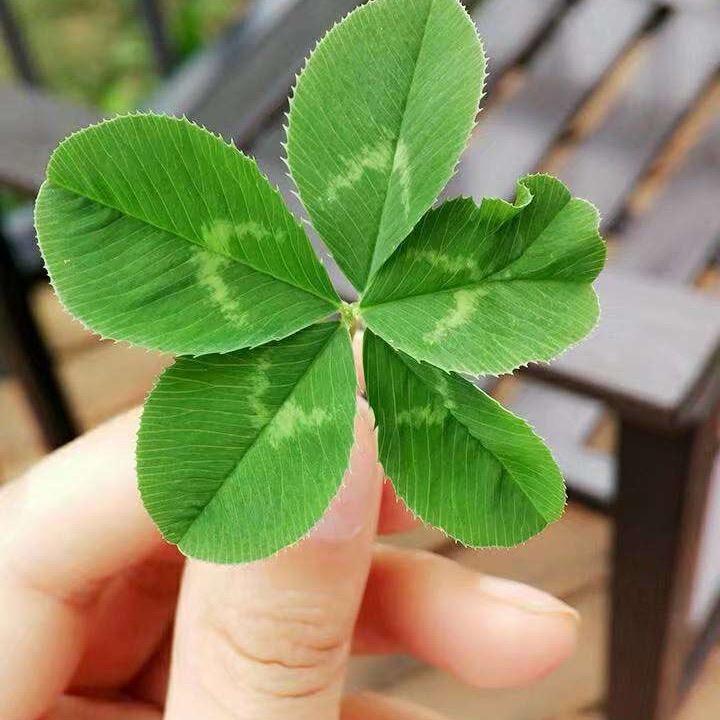 🌹🌹人间/四月🌹🌹